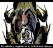 Alt Ay l Kalan ve Tekrar Dirilen Kurbaa!