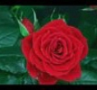 Bunu yapmaya hangi teknolojinin gc yetebilir ki!