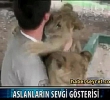 Yavru aslanlarn bir insana olan inanlmaz sevgisi!